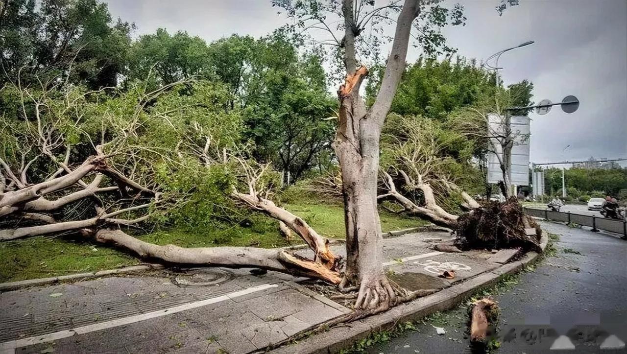 一场台风袭击了福建，大树被连根拔起，很多地方出现了强降水天气，造成了巨大的经济损