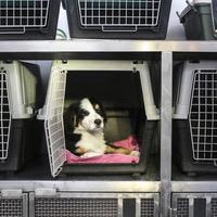 中国高铁的宠物托运服务又升级啦！现在，已经有40个高铁站可以办理宠物托运，覆盖了