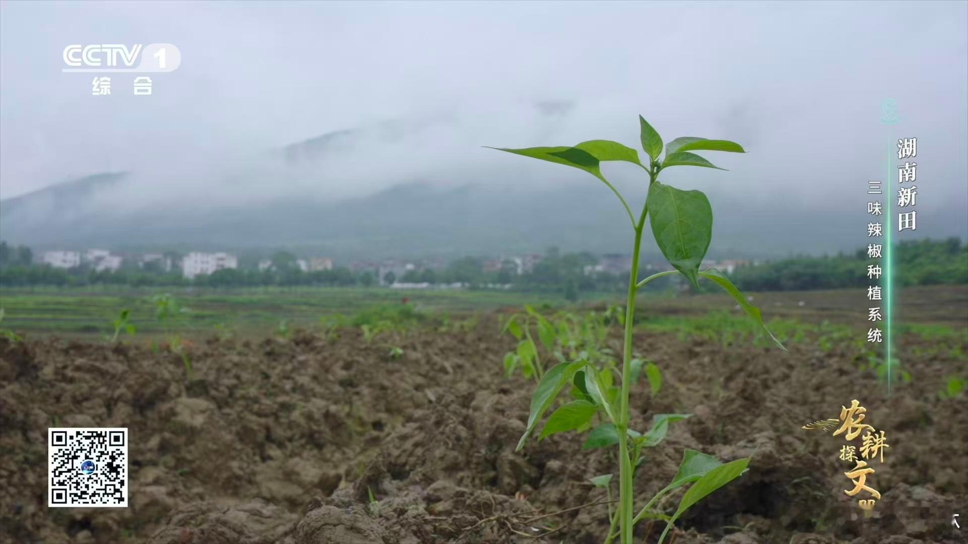 湖南新田县的辣椒太会玩！一根辣椒解锁甜、辣、香三重体验，椒尖带甜、椒身劲辣、椒蒂