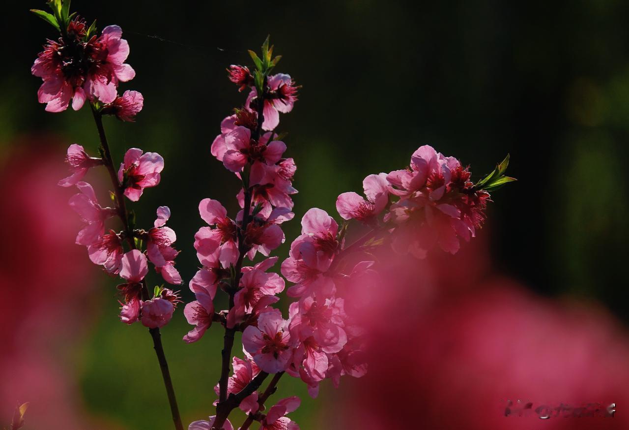 我已经多次说，我喜欢粉色与绿色的花， 尤其是喜欢绿色背景拍粉色的花朵，我这样拍过