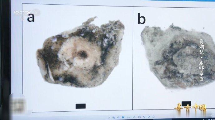 8000年前的稻谷什么样贾湖遗址藏着8000年前稻作密码！石器全套配齐，作为北方