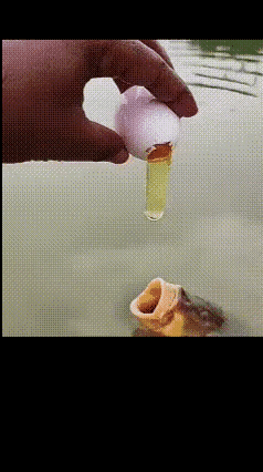 鱼儿此刻心里是什么想法？