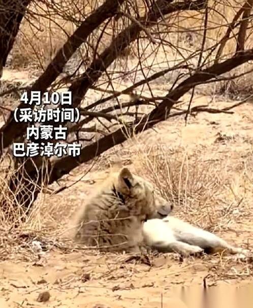 内蒙古一头怀孕的母狼，做了一件颠覆狼族本能的事。
它肚子大到连兔子都追不动了，没