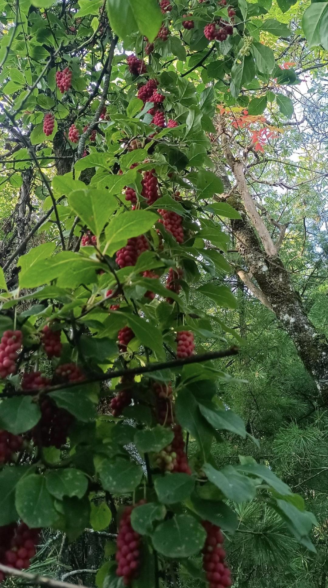 秦岭深处的五味子熟啦！
昨天家里人逛山时发来的照片，
五味子已经开始成熟。
藤蔓