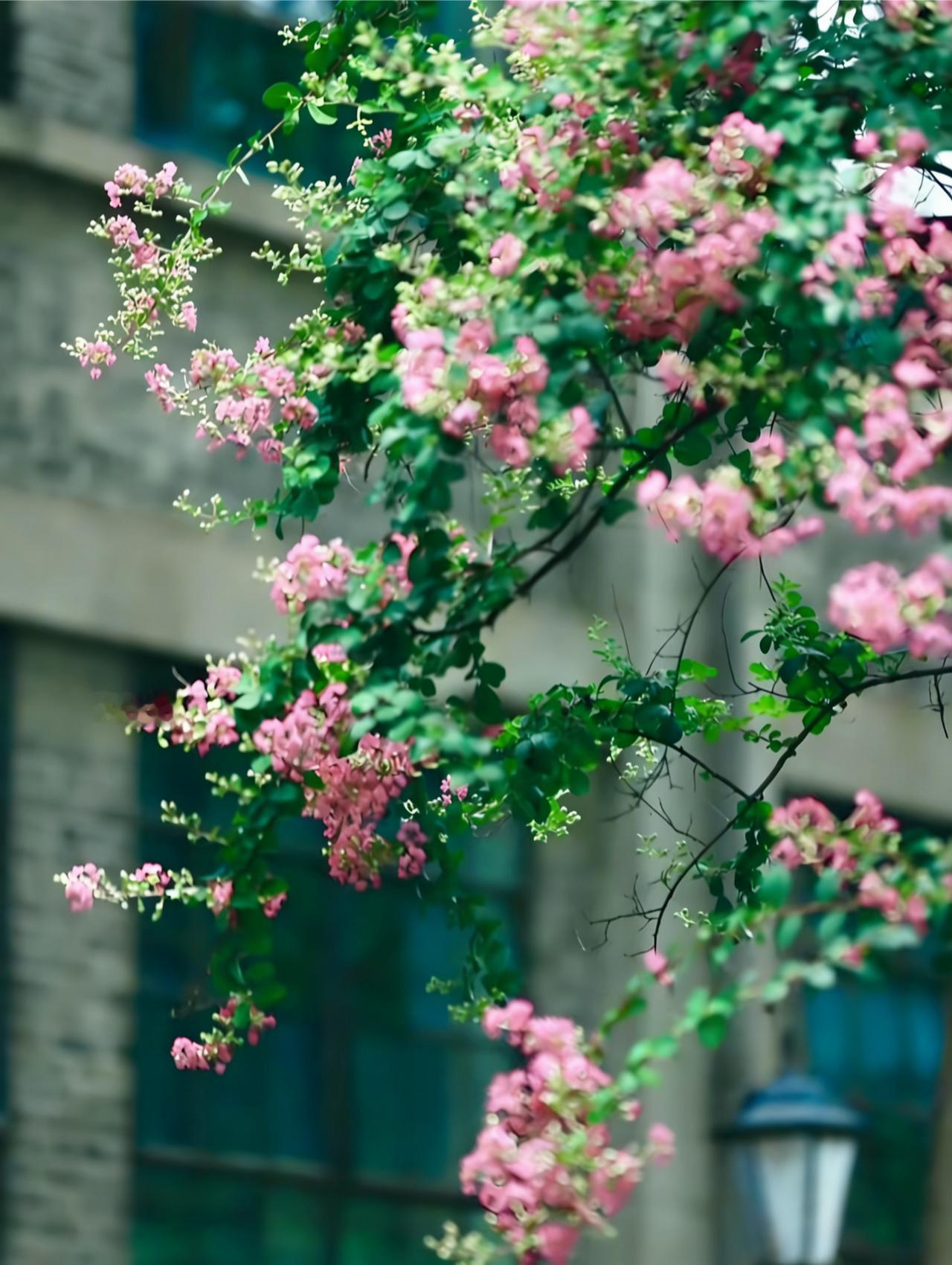 分享一张你相册的拍的花