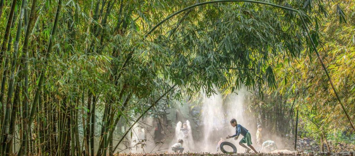 为何美国禁止种竹子，中国反而大量种植？

很多朋友都好奇，为啥网上总说美国不让种