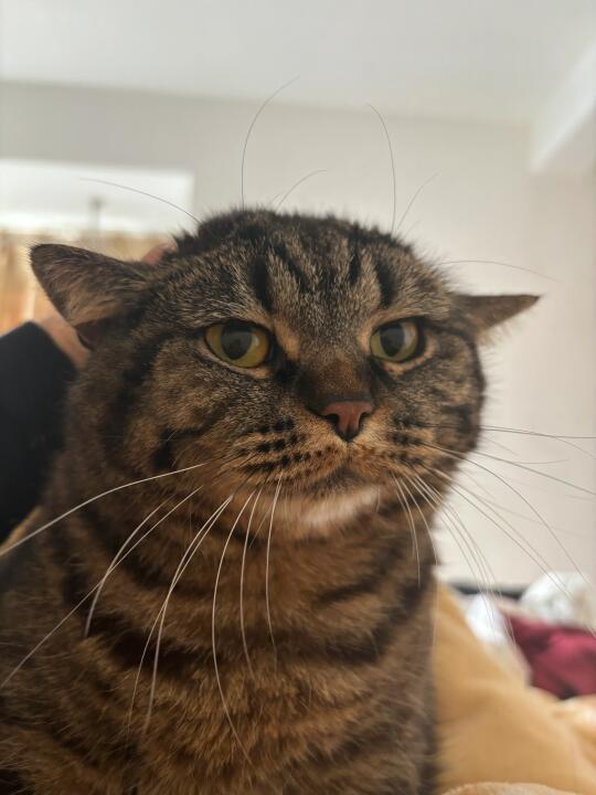 我好像养大了一只兔狲？！（猫咪版）