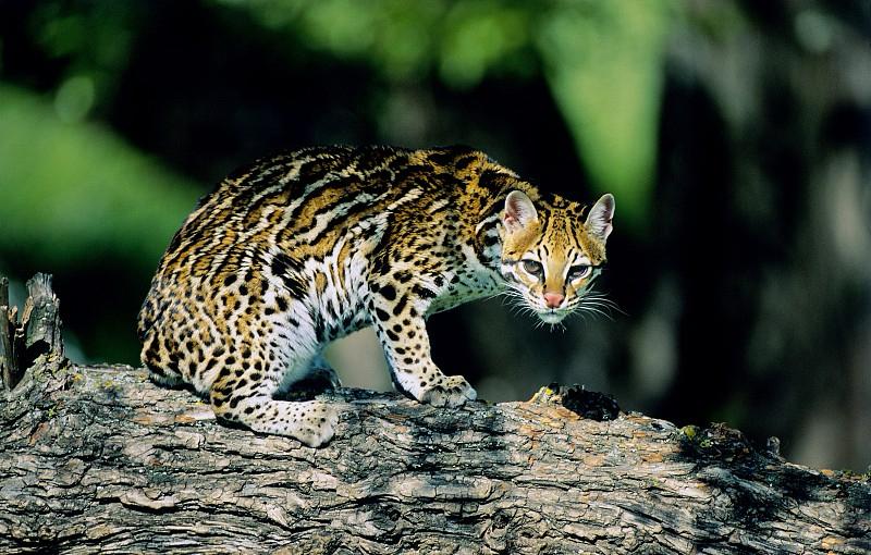 科学家在玻利维亚永加斯森林确认野生新猫种蒂尔卡约虎猫，相关论文9月17日发表于《