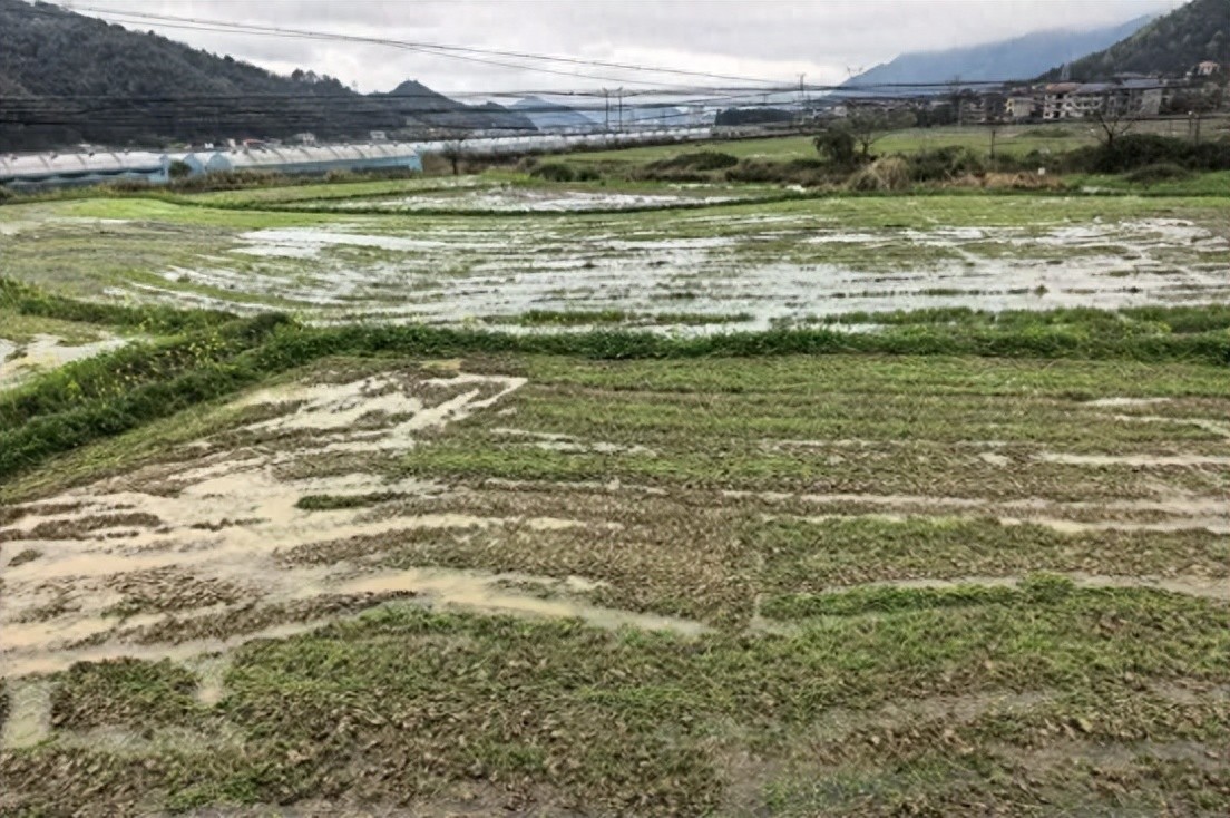 安化：5万亩绿肥，“肥”了土地，“鼓”了口袋