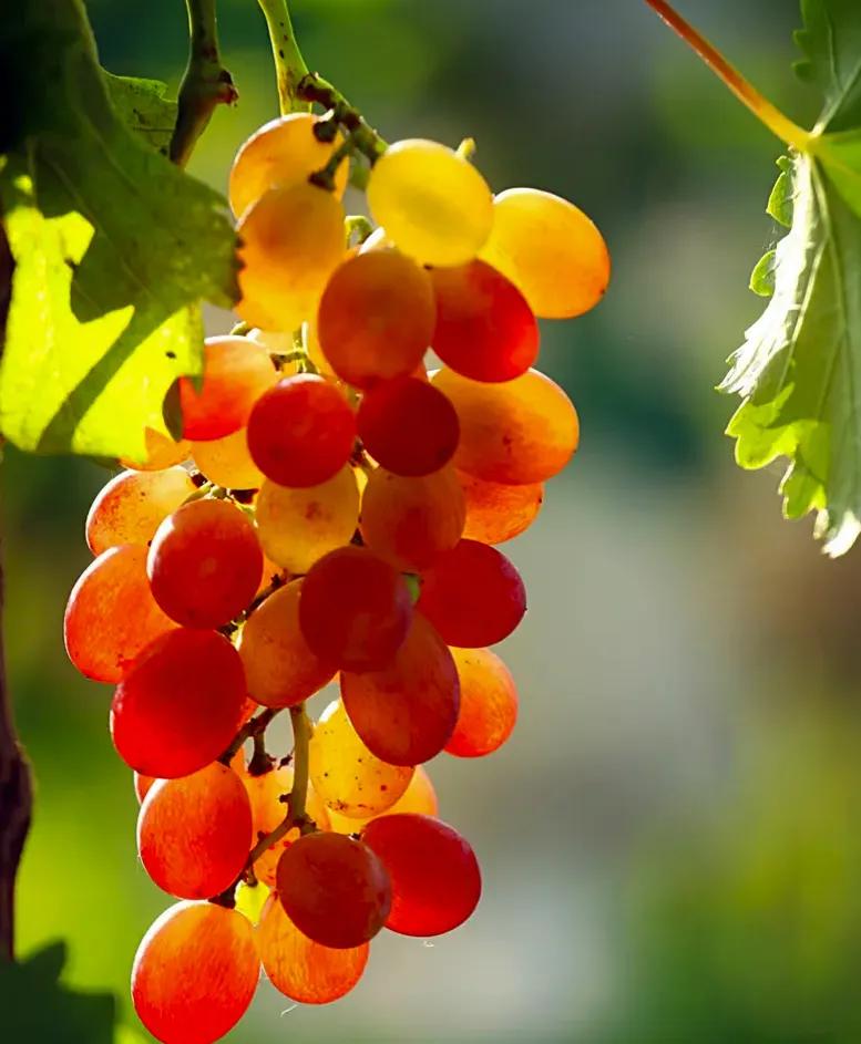 方圆天地，为头条联友对联：
三月繁花随风去，
中秋硕果带月来。