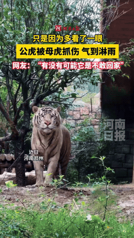 笑不活了！河南郑州，一只公虎下大雨了也不躲，就一直站在雨里，还一脸生无可恋的表情