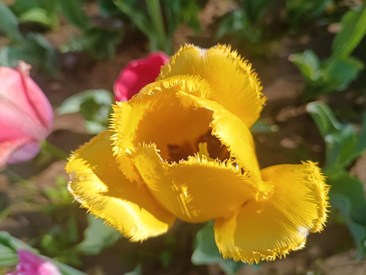 苹果公园