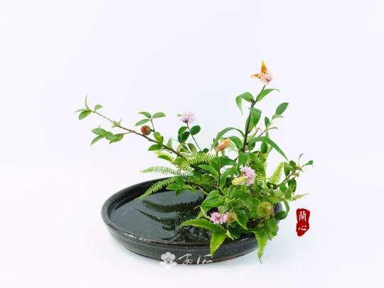 课堂作品 | 盛花与花舞