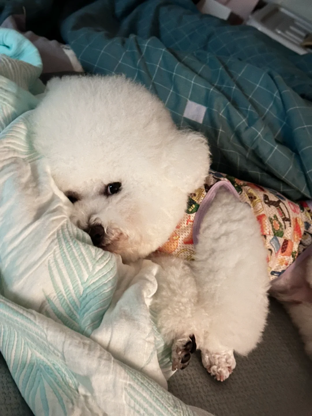 这是什么鬼迷日眼的登西