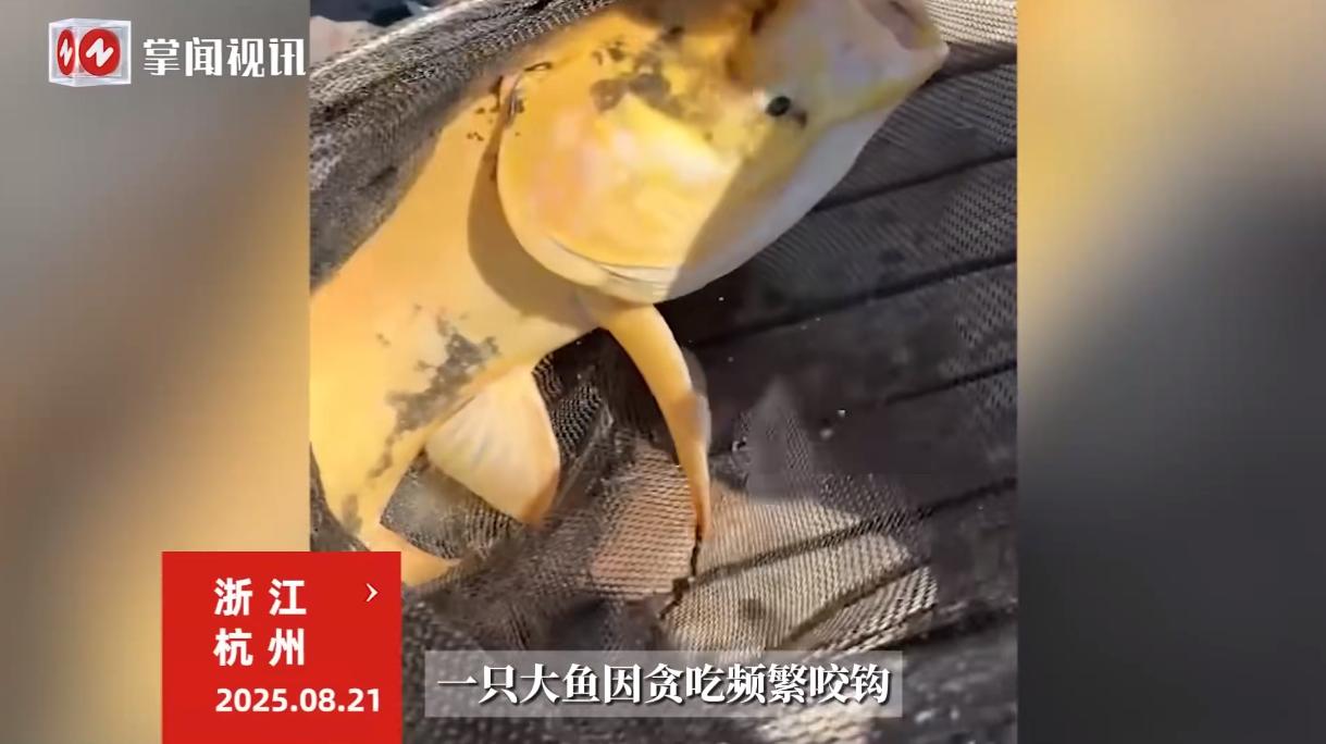 “笑不活了！”8月21日，浙江杭州，一位老板新开了一家钓场后，为了吸引人气，就往