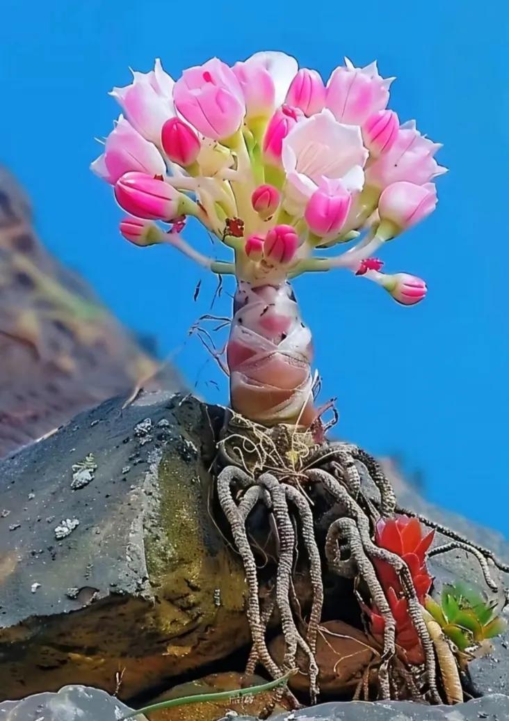 花开石上，傲立苍穹。#绽放的奇花# #神奇的花卉奇观# #石缝中的绽放#