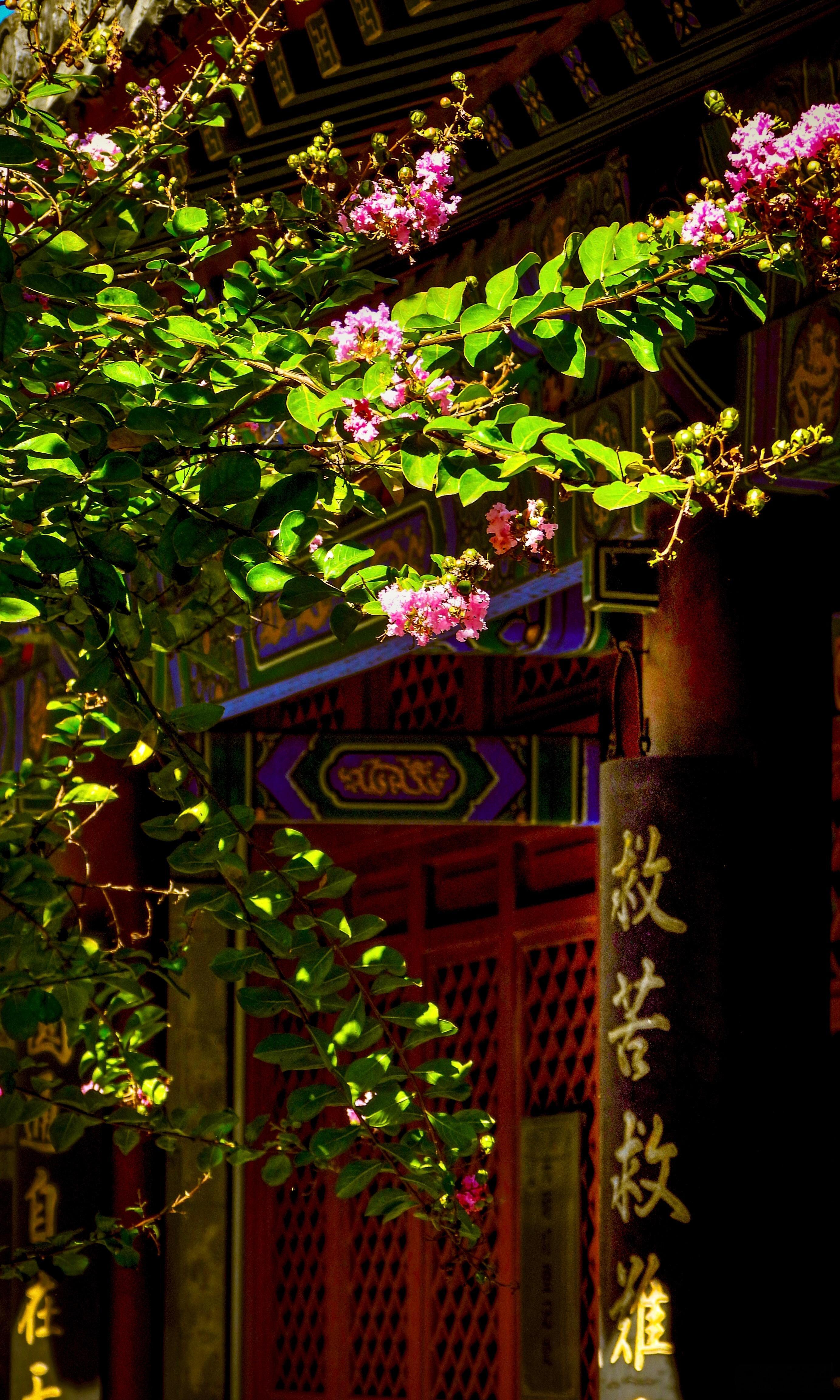 【北京白云观 紫薇花开】琳观幽庭静，芳薇绽浅红。香浮烟霭里，艳映铁炉风。镂角龙纹