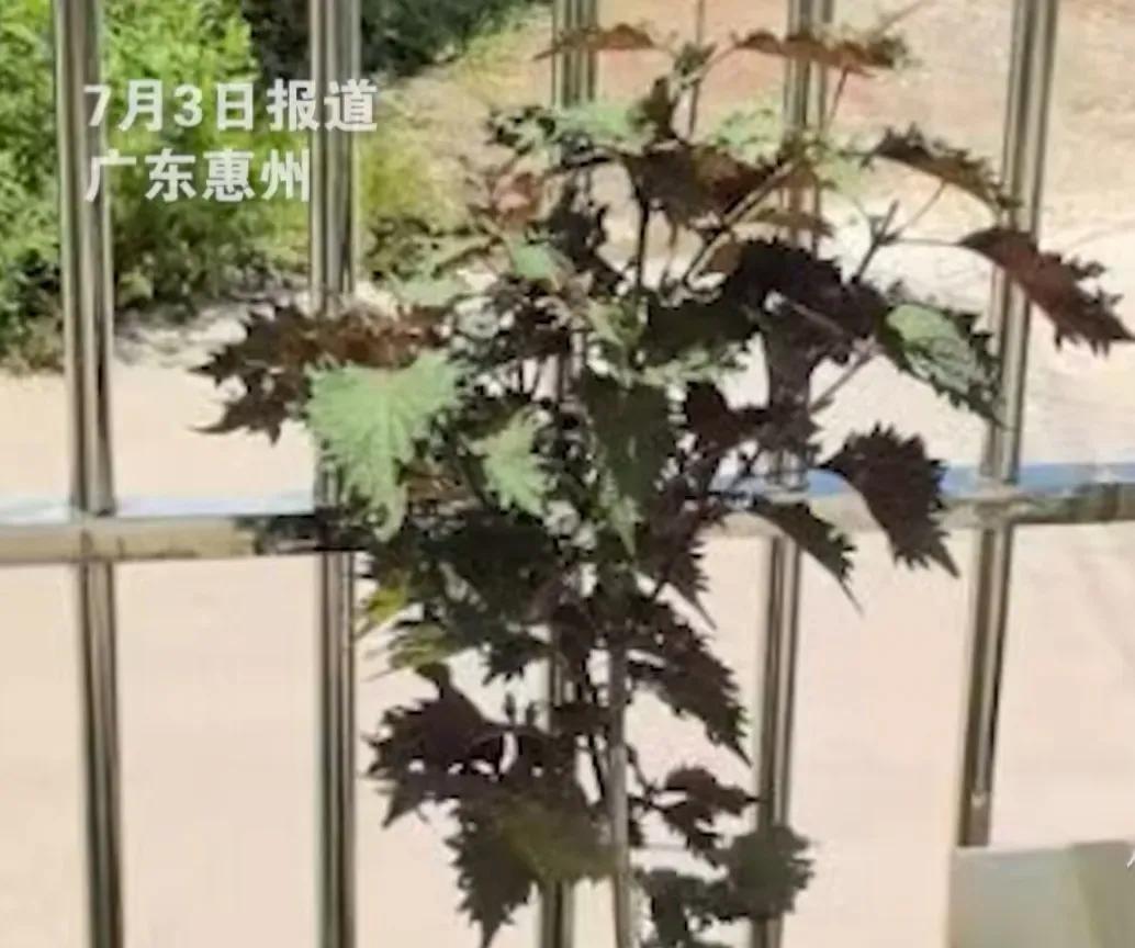 就几片不值钱的紫苏，硬生生败坏了公路单位的观感。
惠州监控拍得清清楚楚，印着中国