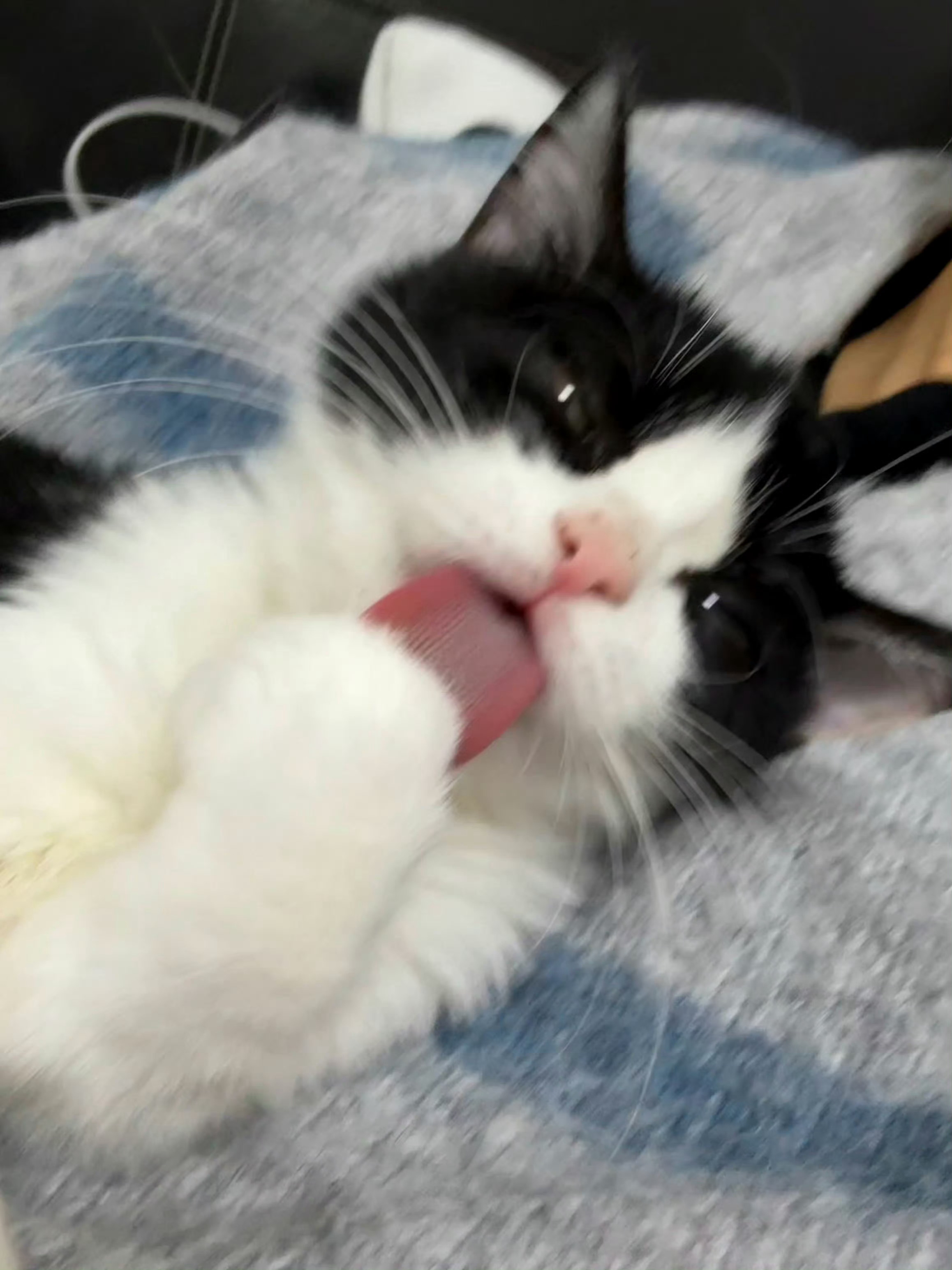我总是清洗白手以防有人需要邦忙daily奶牛猫 （投稿：） 