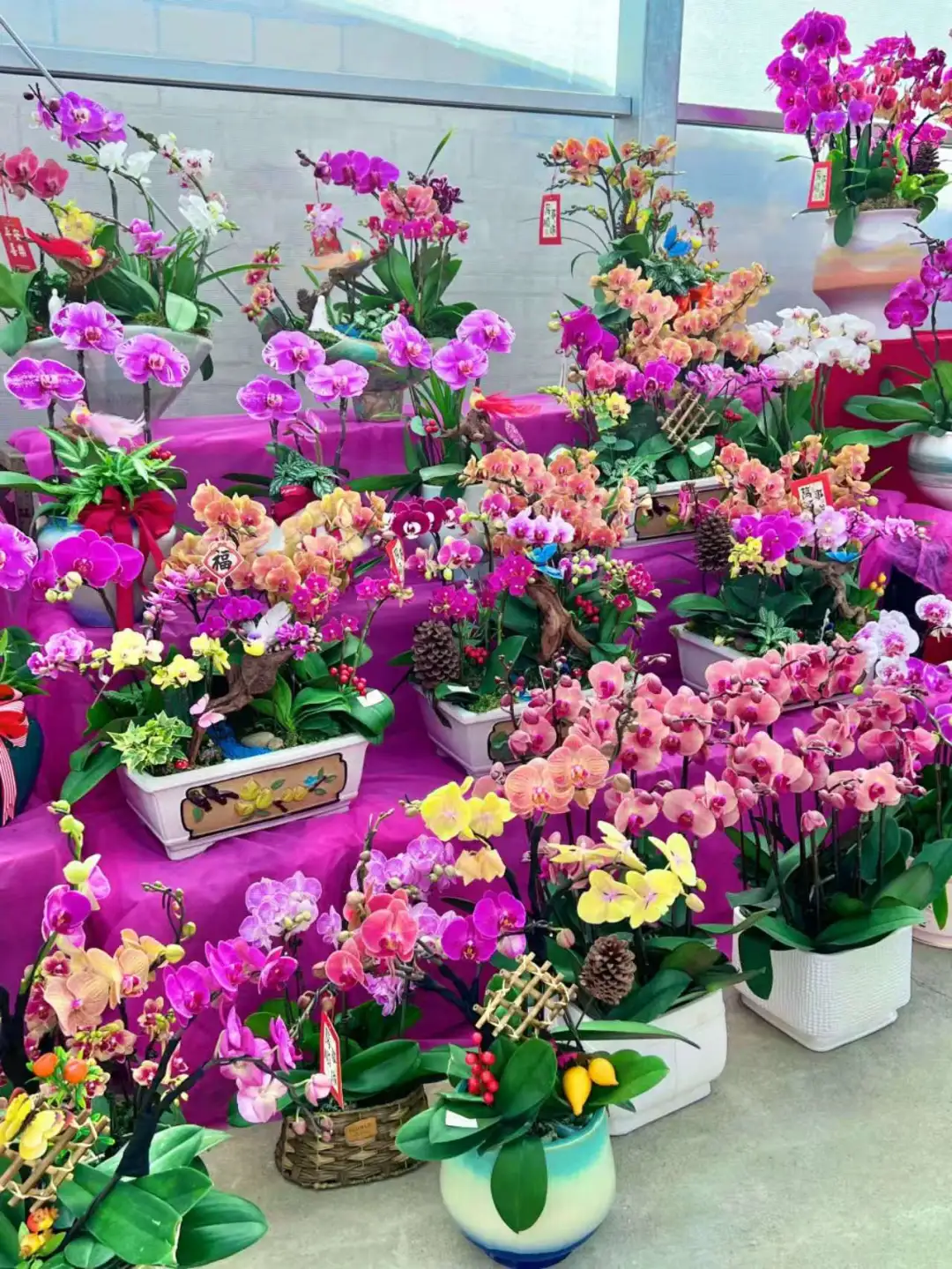 去陈村花市买年花🌹这几点一定要看‼