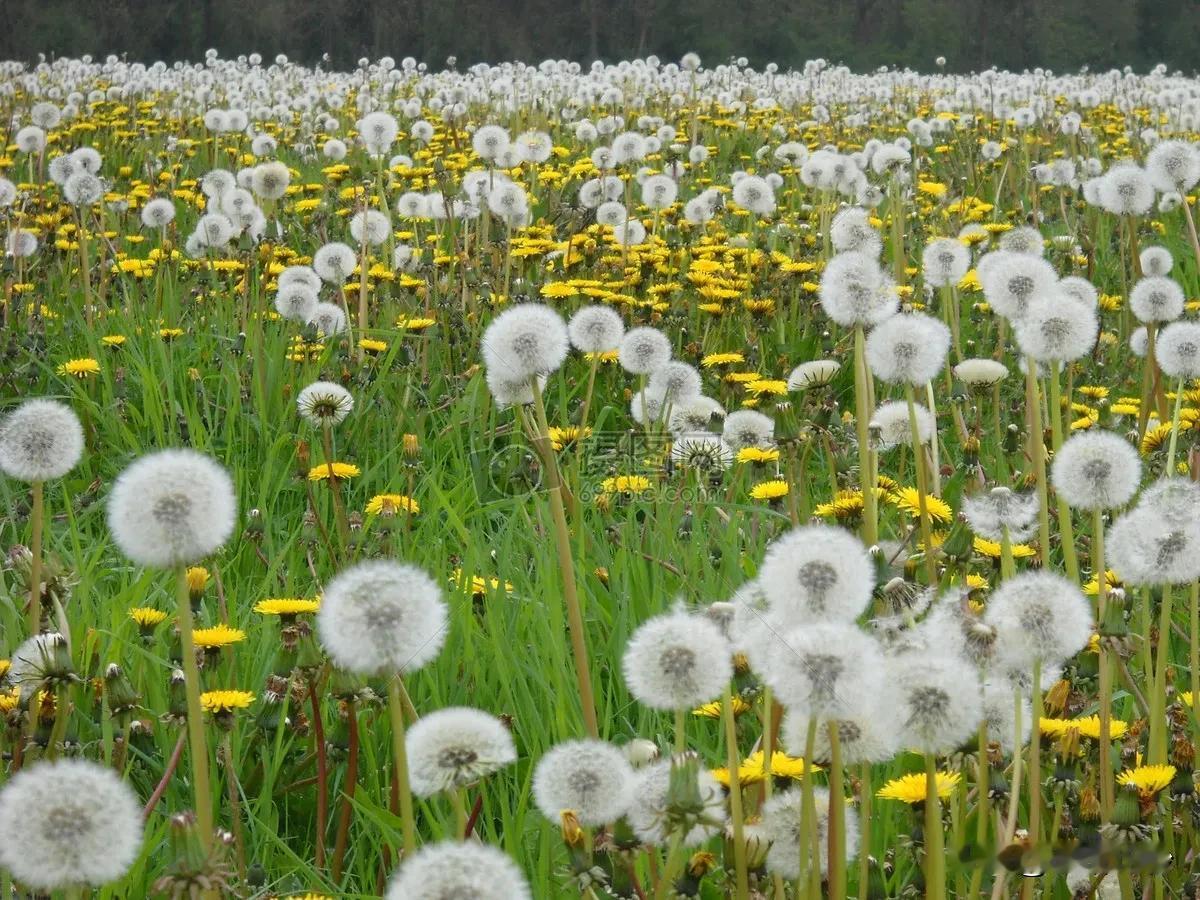 蒲公英的神奇搭配，让你轻松改善健康小问题！

蒲公英，这朵看似普通的野花，其实隐