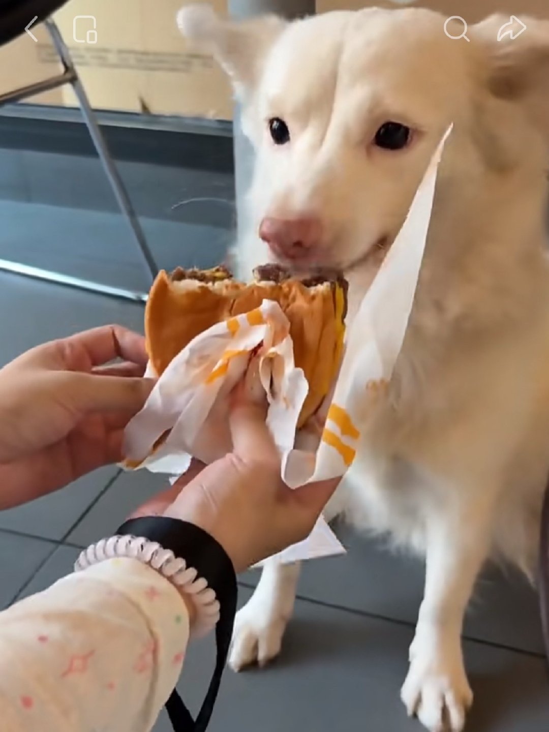 端午也给狗儿买个麦麦小狗套餐