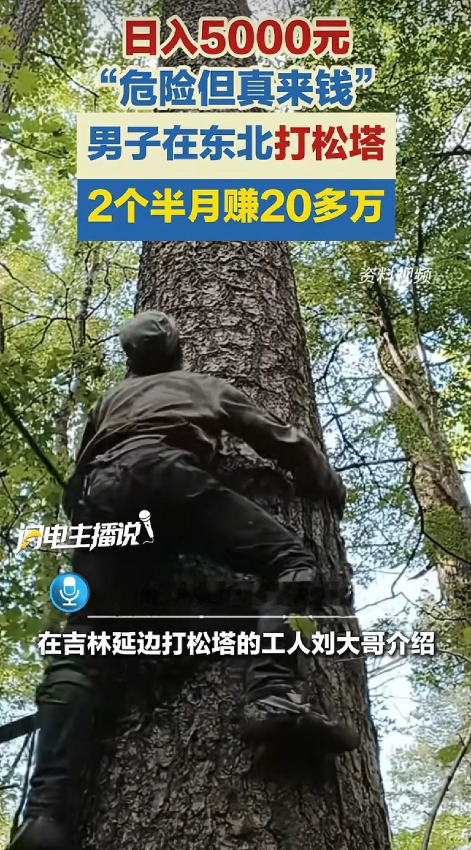 “太会赚钱了!” 一位大哥在吉林打松塔，2个半月里挣了20多万，平均日入5000