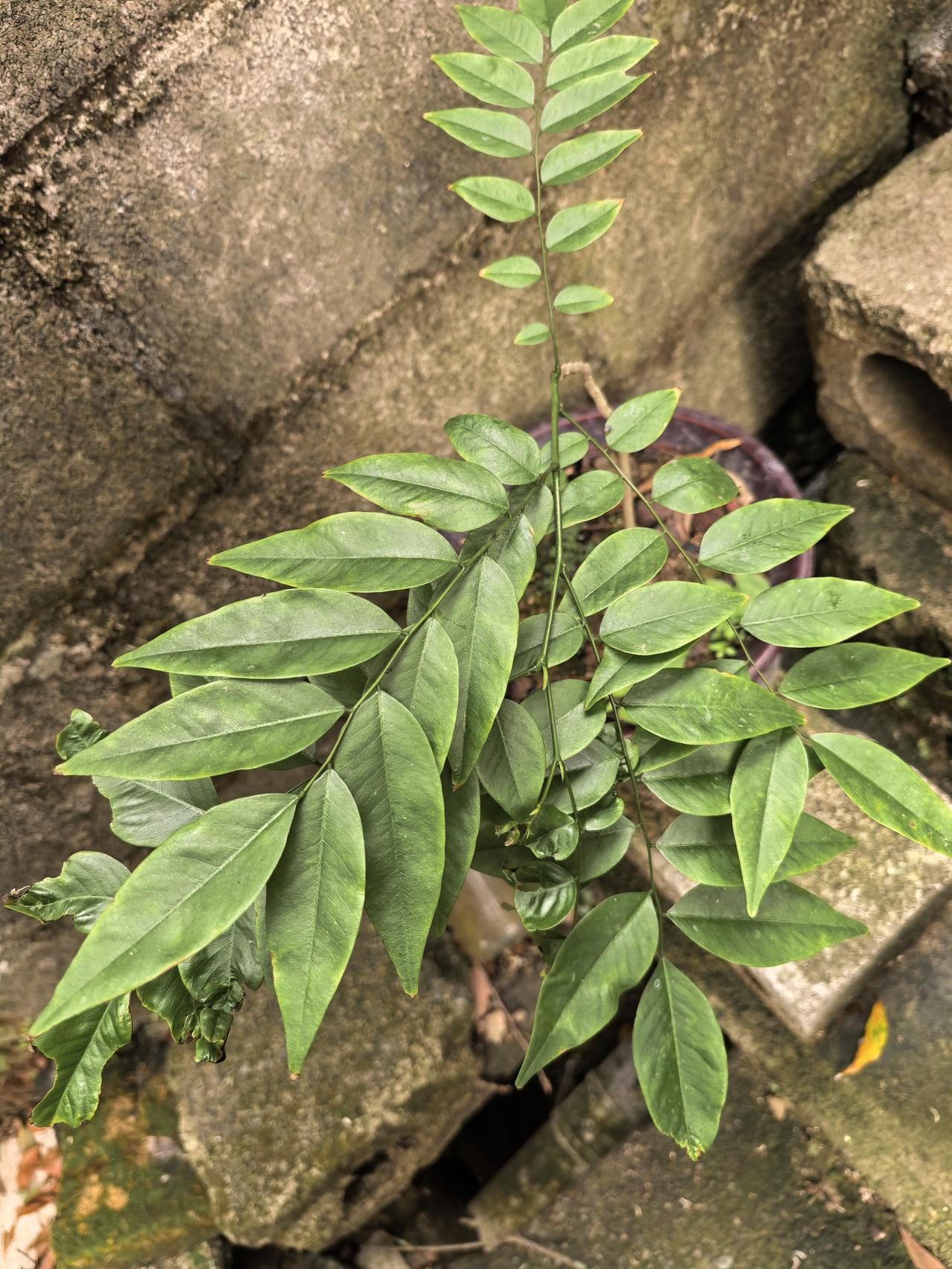 春日生活打卡季