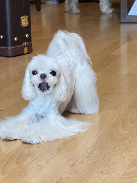 随记 oh 这么可爱的两只小斗都是我的啊 嘿嘿