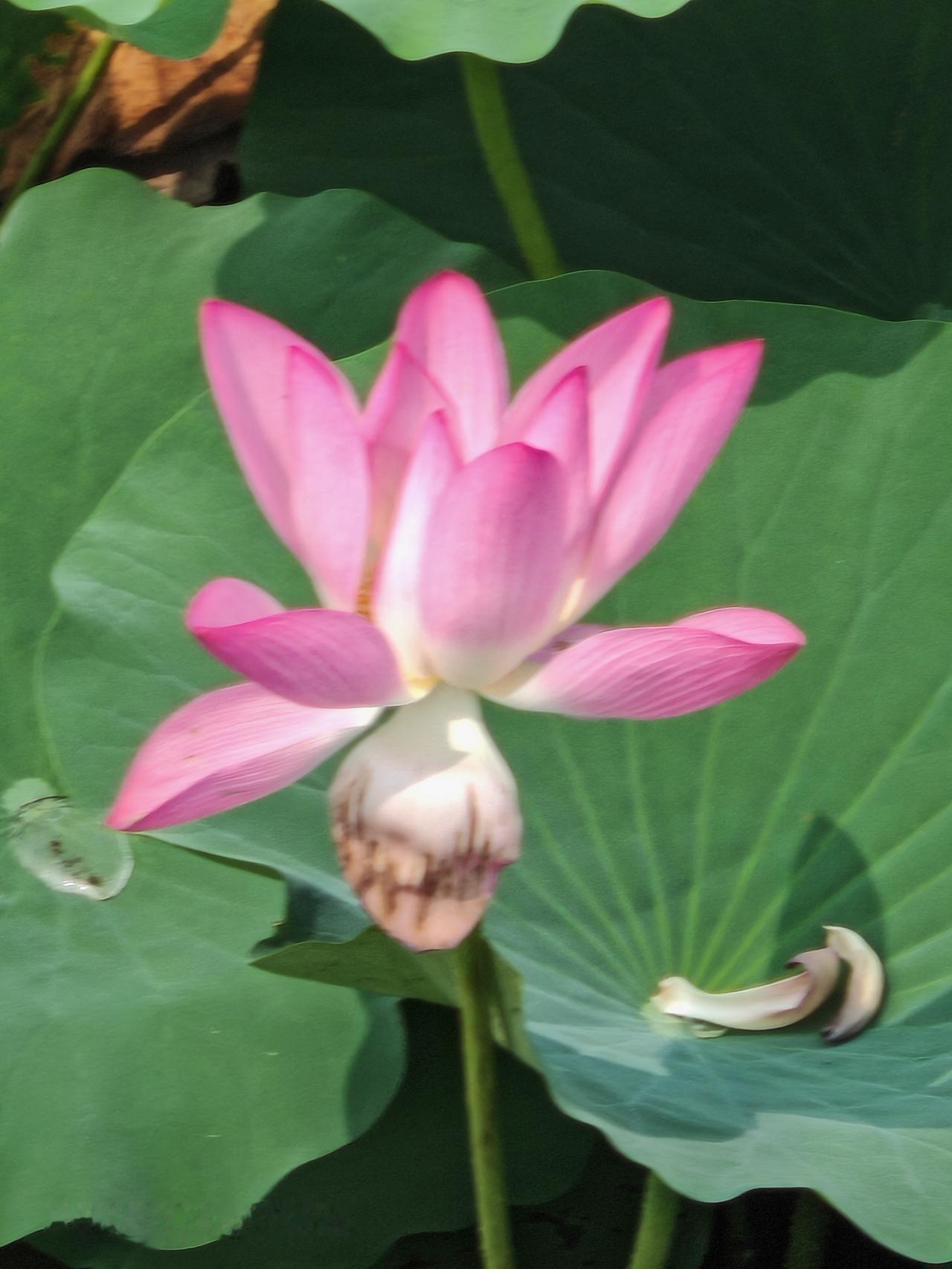 荷花盛开，静待君来。北京温榆河公园里荷花盛开