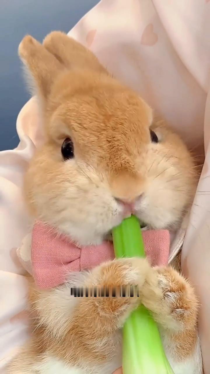 这只乖乖待在主人怀里啃芹菜的小家伙其实是侏儒兔。侏儒兔是非常可爱的一种兔子，属于