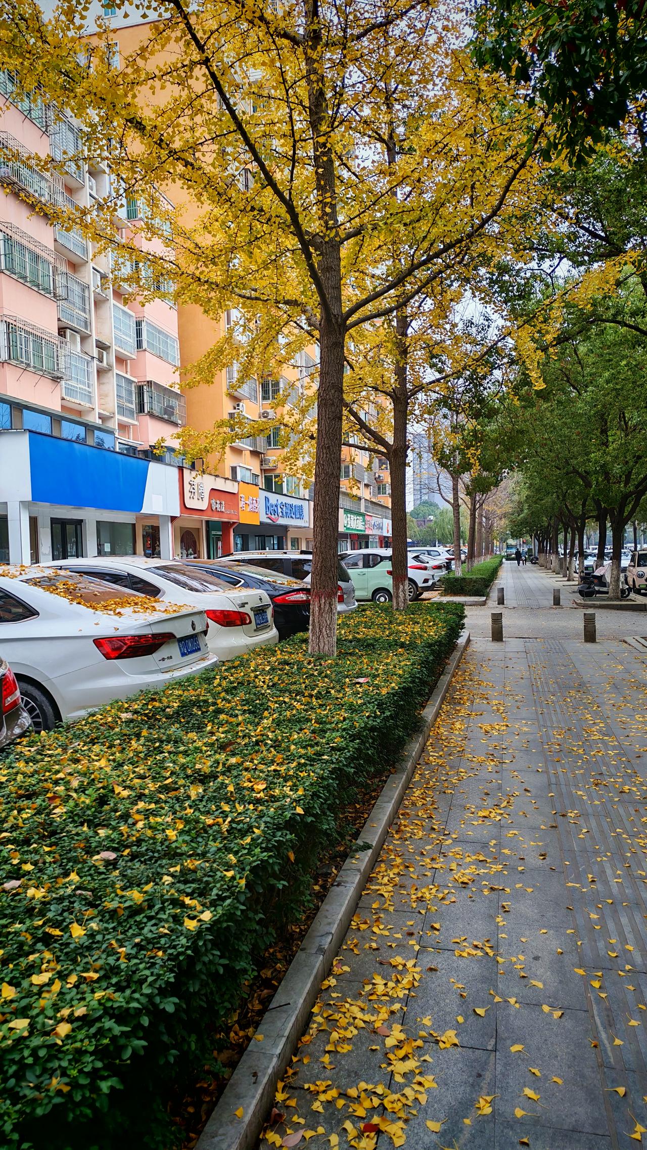今日分享随手拍照片什么样的诗句才能配得上这满目金黄！！！