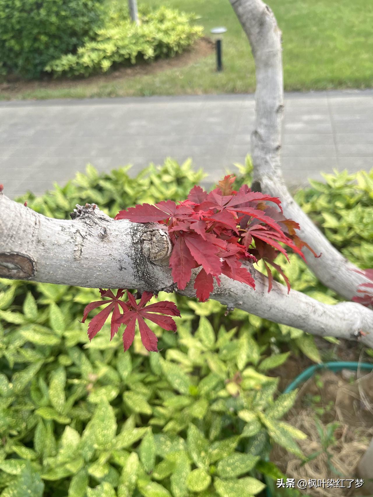 你问我答秋季，柿子吃多了会上火吗？