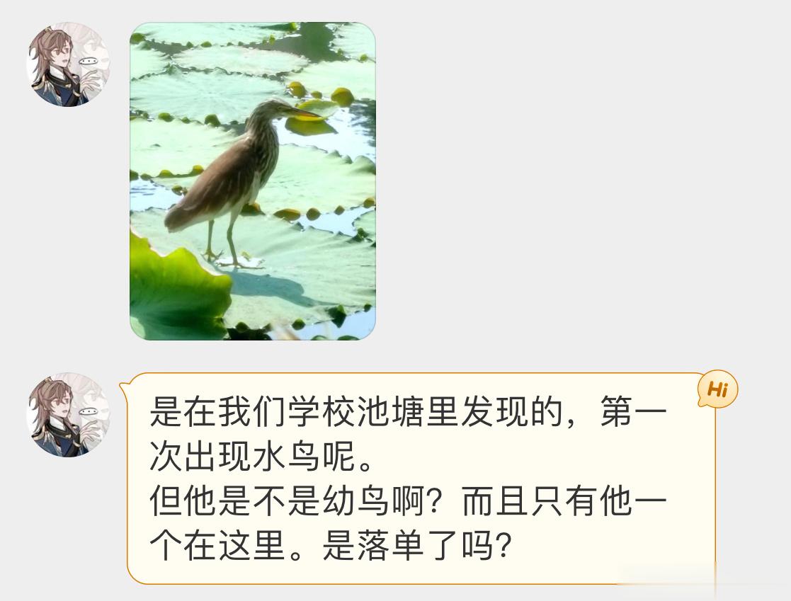 #鸟粉投稿# 站在荷叶上的【池鹭】它不是落单，只想安静地捕鱼 ​​​