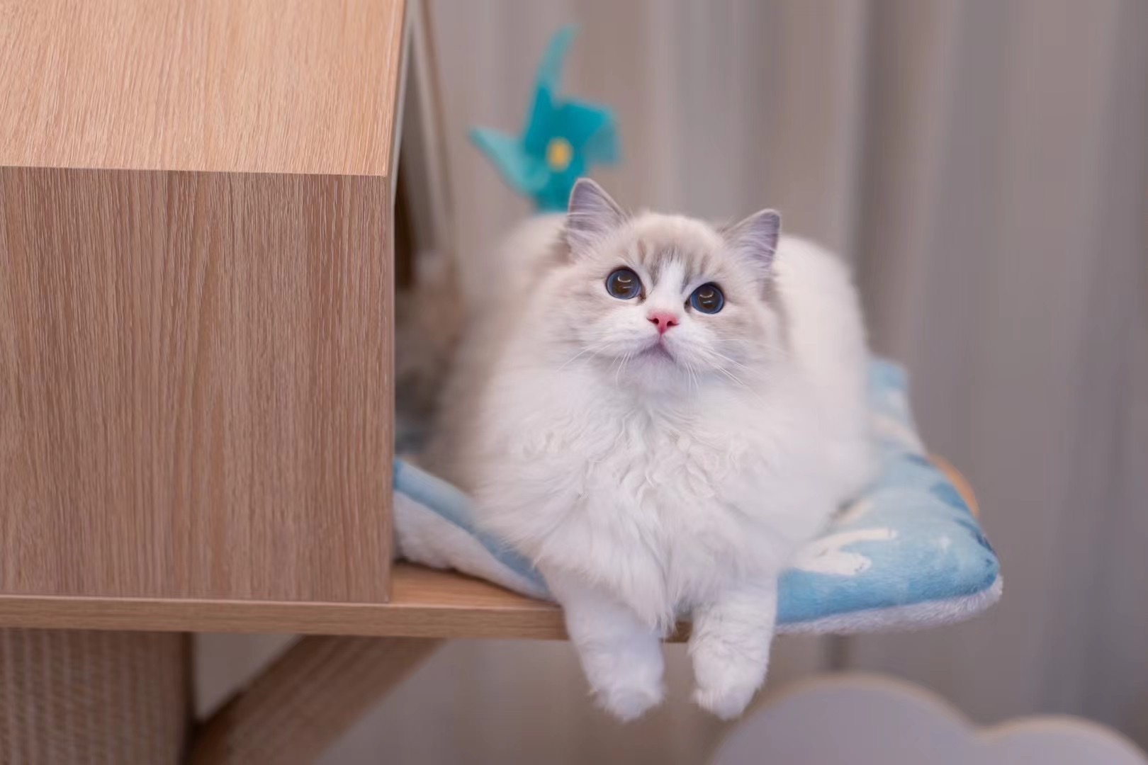 现猫找家：谷粒，蓝山猫双色妹妹，5个月，宠物级别乖巧型e猫，吃饭是文文气气，细嚼