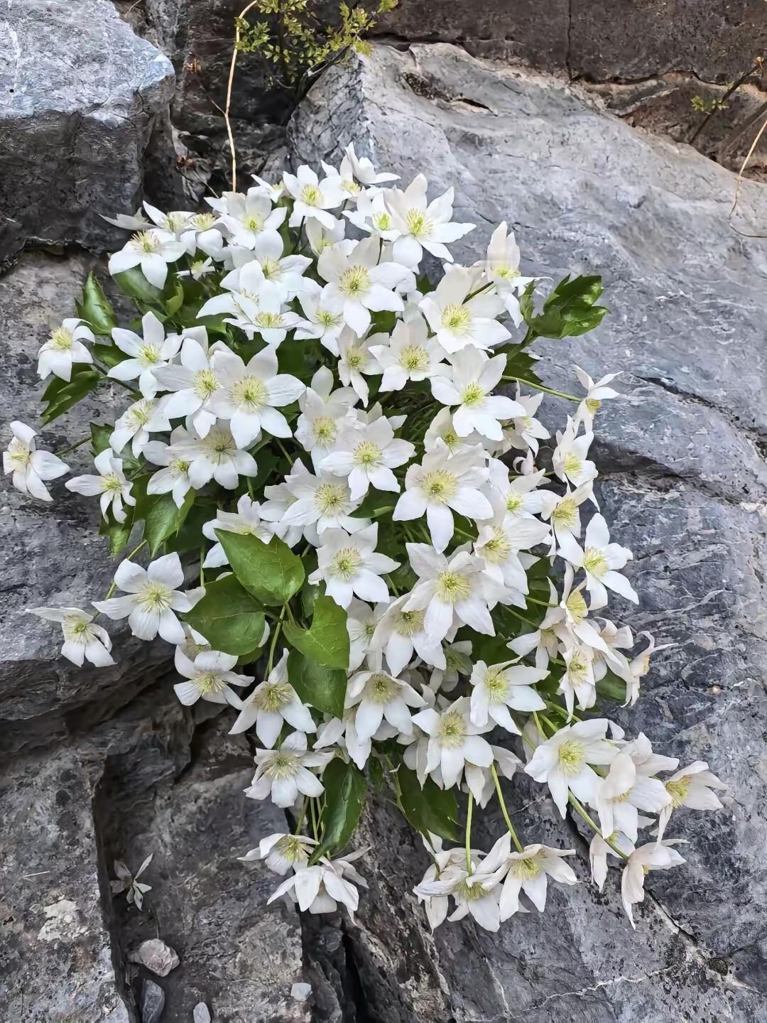 把杨柳树雌株全部替换成雄株，来解决飘絮问题行不行？

有人说，把北京杨柳树雌株全