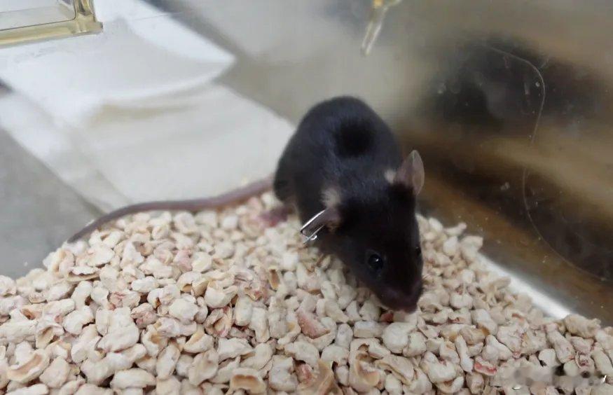 4只从甘肃出发的“太空小鼠”还没有名字呢，在线等→10月31日，随神二十一飞赴太