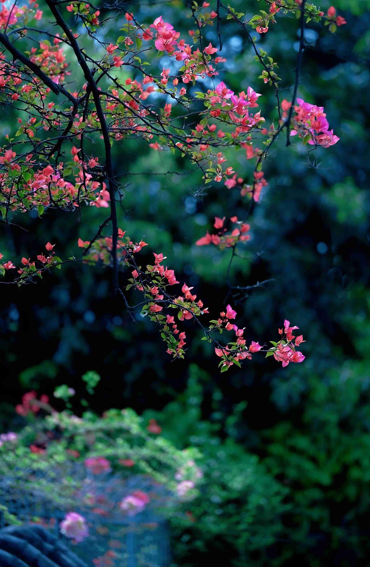我的今日状态：💰期待暴富
我这里的天气：🌧下雨
暮春的风里，三角梅开得正盛，
