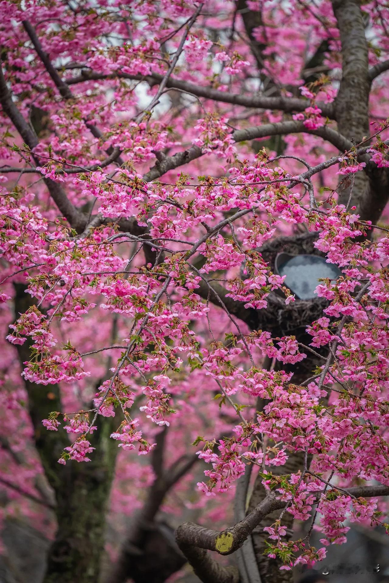 【樱花季限定美景】鼋头渚樱花谷，浪漫来袭！

无锡太湖鼋头渚樱花谷，被誉为早樱的