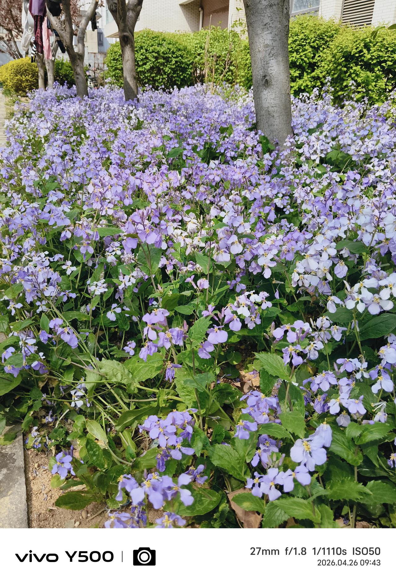 分享一张你拍的花，什么花都行