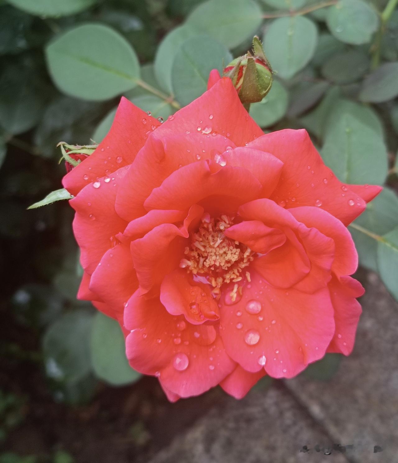 细雨过后，月季花开
——一场细雨刚歇，明艳的红月季悄然舒展开来，泥土湿润，红花带