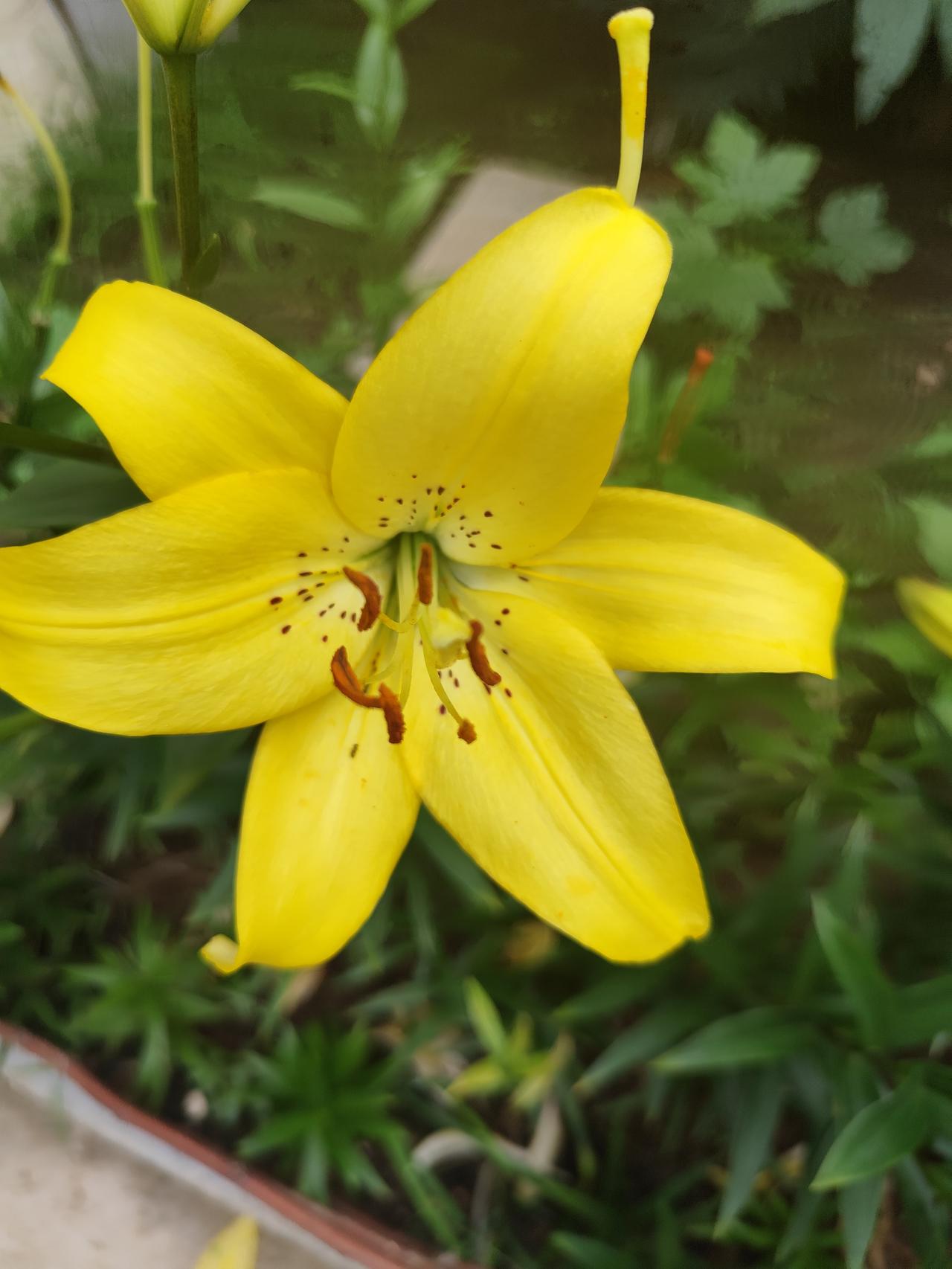 金黄色的《百合花》
   百合花是北方夏日常见的花卉，不仅花形大，而且颜色靓丽，