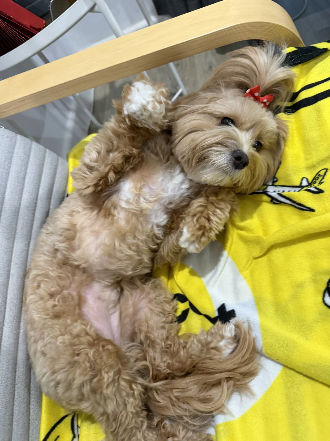 🇦🇺墨尔本｜Easter buddies 🐶