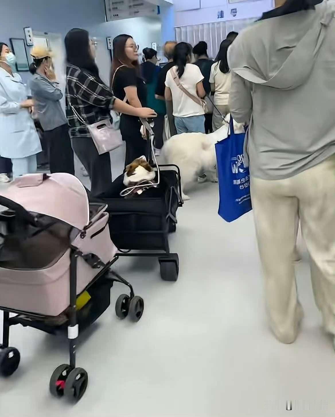 最适合当父母的那批人在宠物医院！给狗子矫正牙齿、给猫咪矫正视力，我真的没绷住[捂