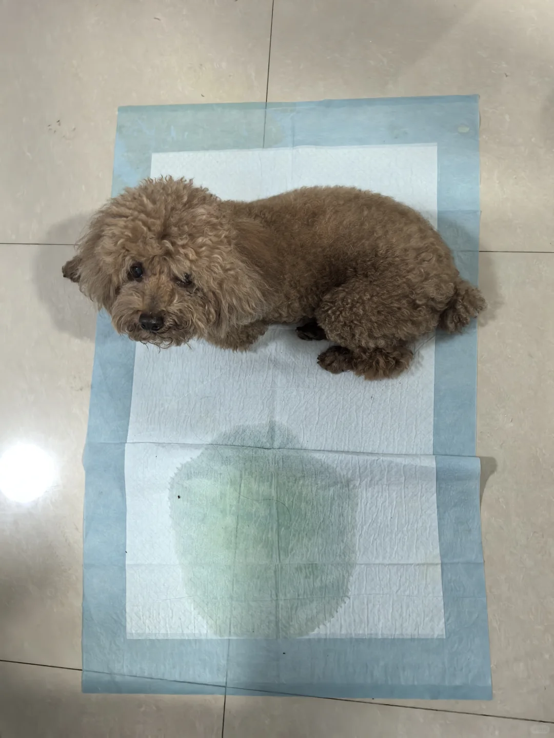 狗狗尿垫也有平替？