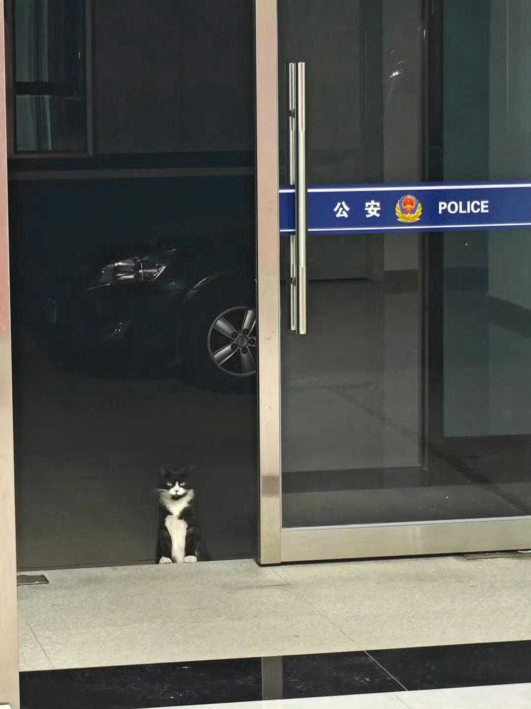 【奶牛猫】今天黑猫警长值班