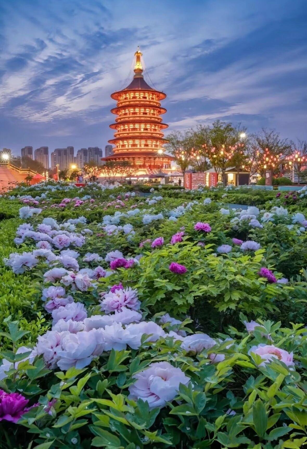 没到洛阳，怎敢说见过牡丹。洛阳牡丹之美，在于“雍容大气”与“傲骨天成”，花型硕大