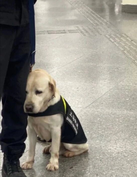 警犬狗狗上班也会犯困啊 ​​​