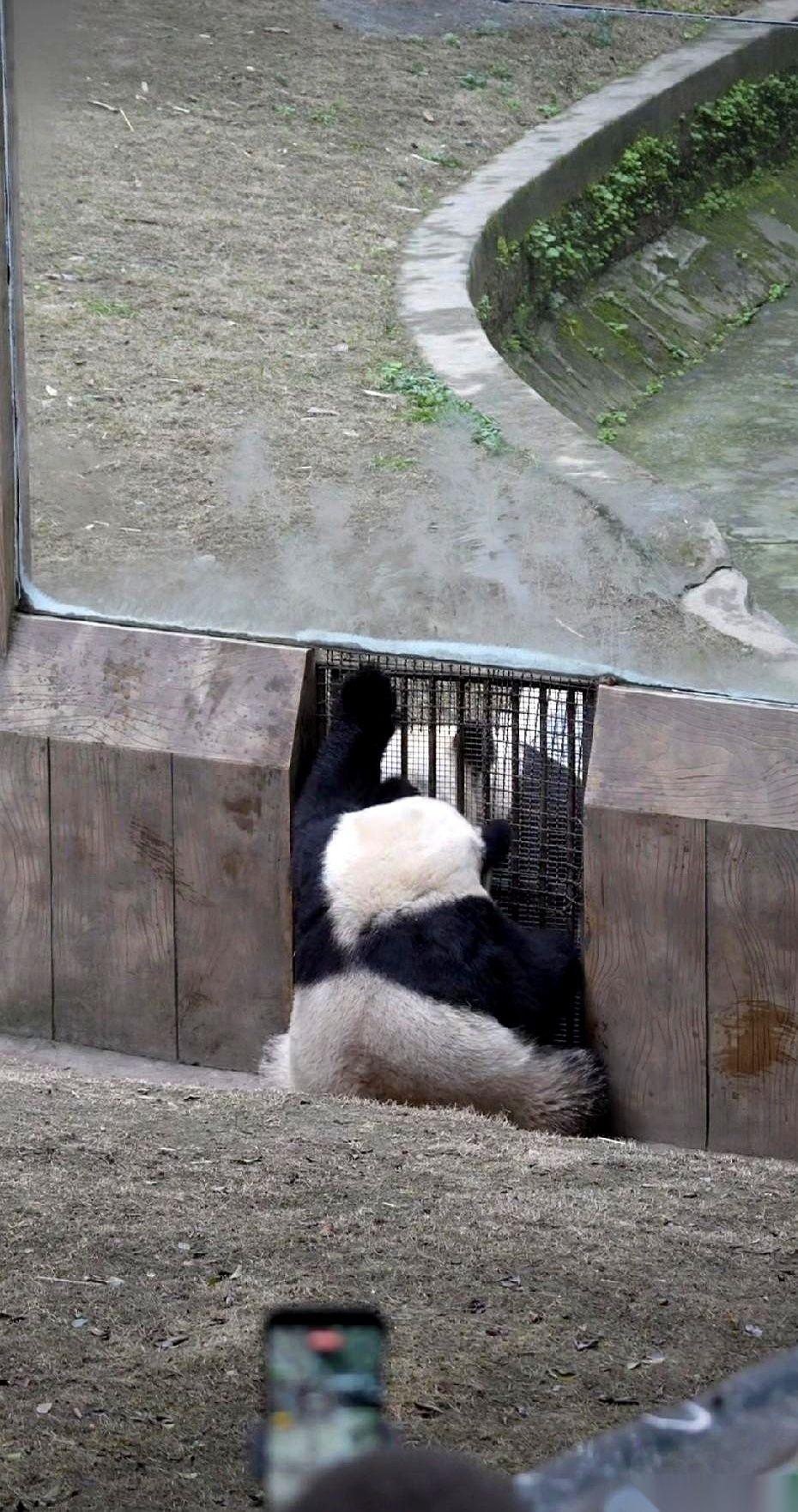 大熊猫渝可，就那么扒在墙边，一个劲儿地朝着里面喊。
里面是它妈妈，二顺。
但那个