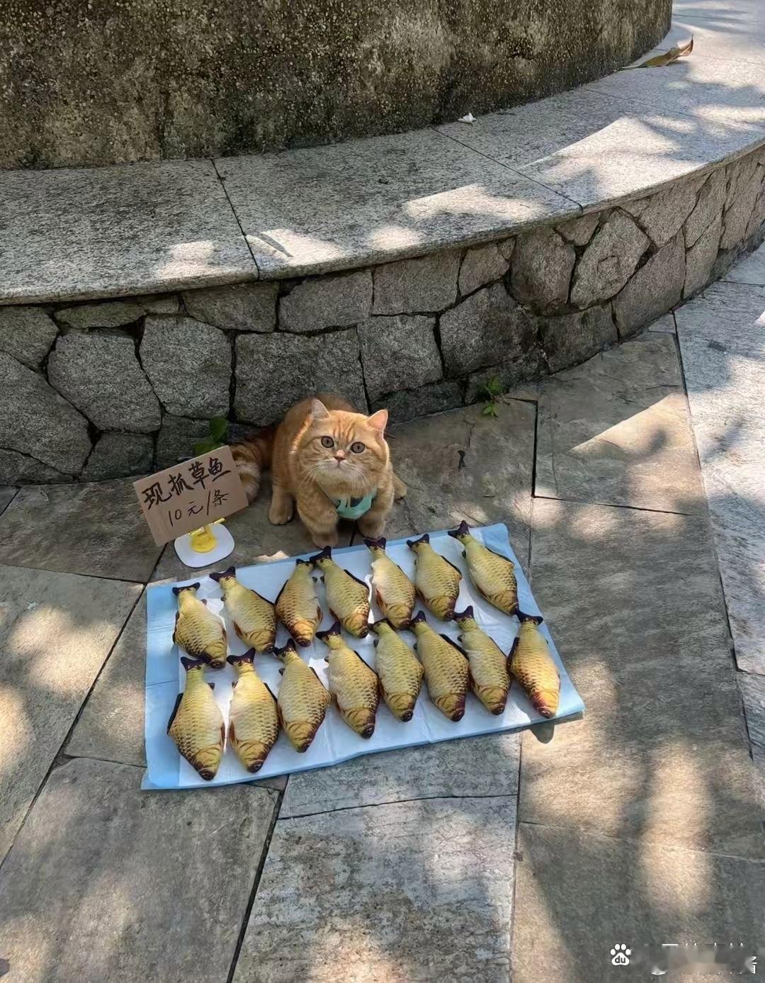 哈哈哈哈😂这么可爱的小猫咪，你们想要吗 ​​​